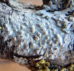 Pertusaria texana