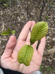 Frangula alnus