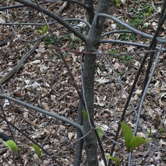 Frangula alnus