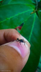 Odontomachus