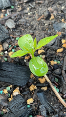 Magnoliopsida