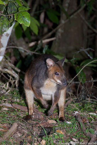 Red-legged Pademelon, photo 4 of 10