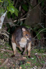 Red-Legged Pademelon photo 3