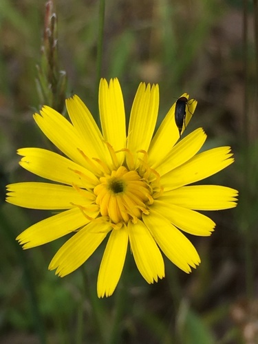 Hypochaeris radicata