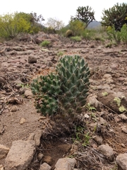 Coryphantha octacantha