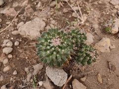 Coryphantha octacantha