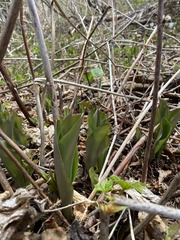 Clintonia borealis