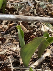 Clintonia borealis