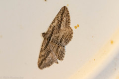 Hemimorina dissociata