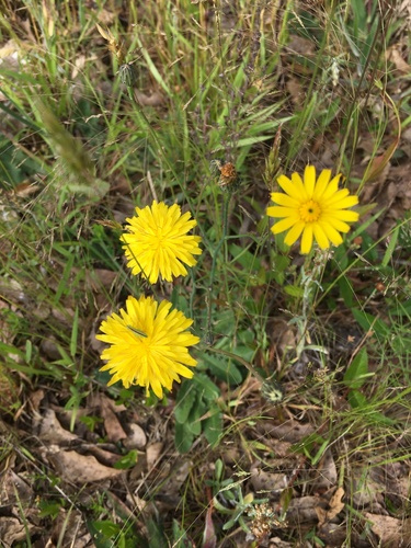 Hypochaeris radicata