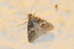Pococera euphemella