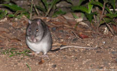 Uromys caudimaculatus