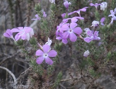 Linanthus californicus