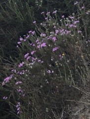 Linanthus californicus