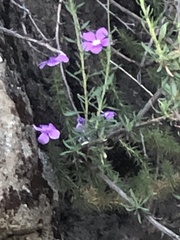 Linanthus californicus