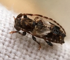 Pogonocherus hispidus