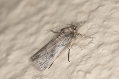 Melitara apicigrammella