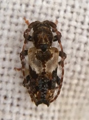 Pogonocherus hispidus