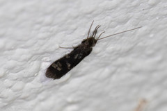 Chimarra texana