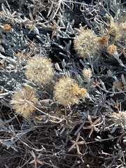 Porophyllum maritimum