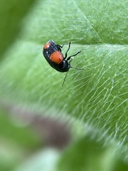 Cryptocephalus quadruplex