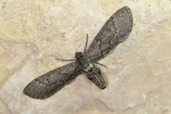 Glaucina erroraria