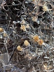 Porophyllum maritimum