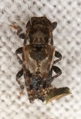Pogonocherus hispidus