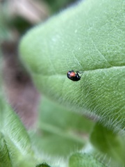 Cryptocephalus quadruplex