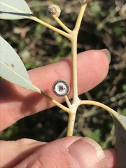 Eucalyptus microneura