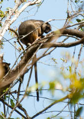 Dendrolagus lumholtzi