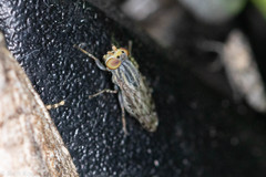 Paroedopa punctigera