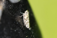 Dixianus utahnus