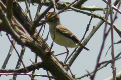 Muscigralla brevicauda