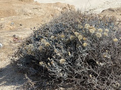 Porophyllum maritimum