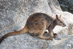 Petrogale mareeba