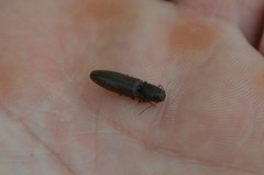 Athous haemorrhoidalis