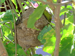 Polybia occidentalis bohemani