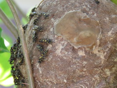 Polybia occidentalis bohemani