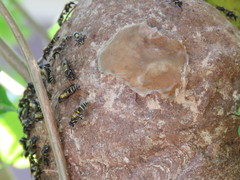 Polybia occidentalis bohemani