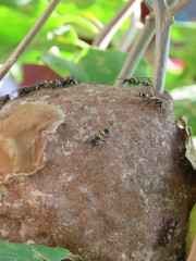 Polybia occidentalis bohemani