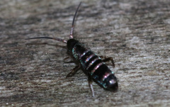 Tomocerus vulgaris