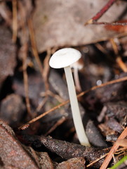 Entoloma albidosimulans