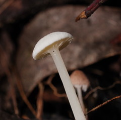 Entoloma albidosimulans