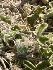 Passiflora pentaschista