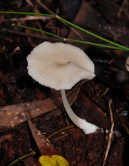 Entoloma albidosimulans