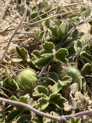 Passiflora pentaschista