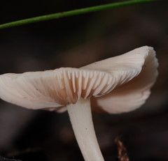 Entoloma albidosimulans