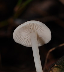 Entoloma albidosimulans