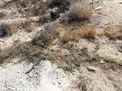 Passiflora pentaschista